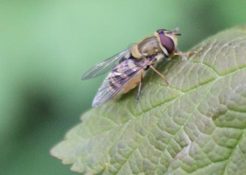 Syrphus sp.